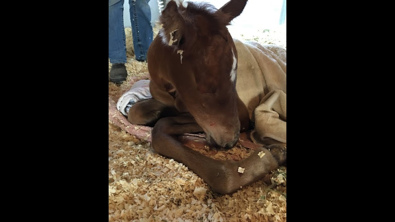 Newborn foal's birth went wrong. We have to apply a 