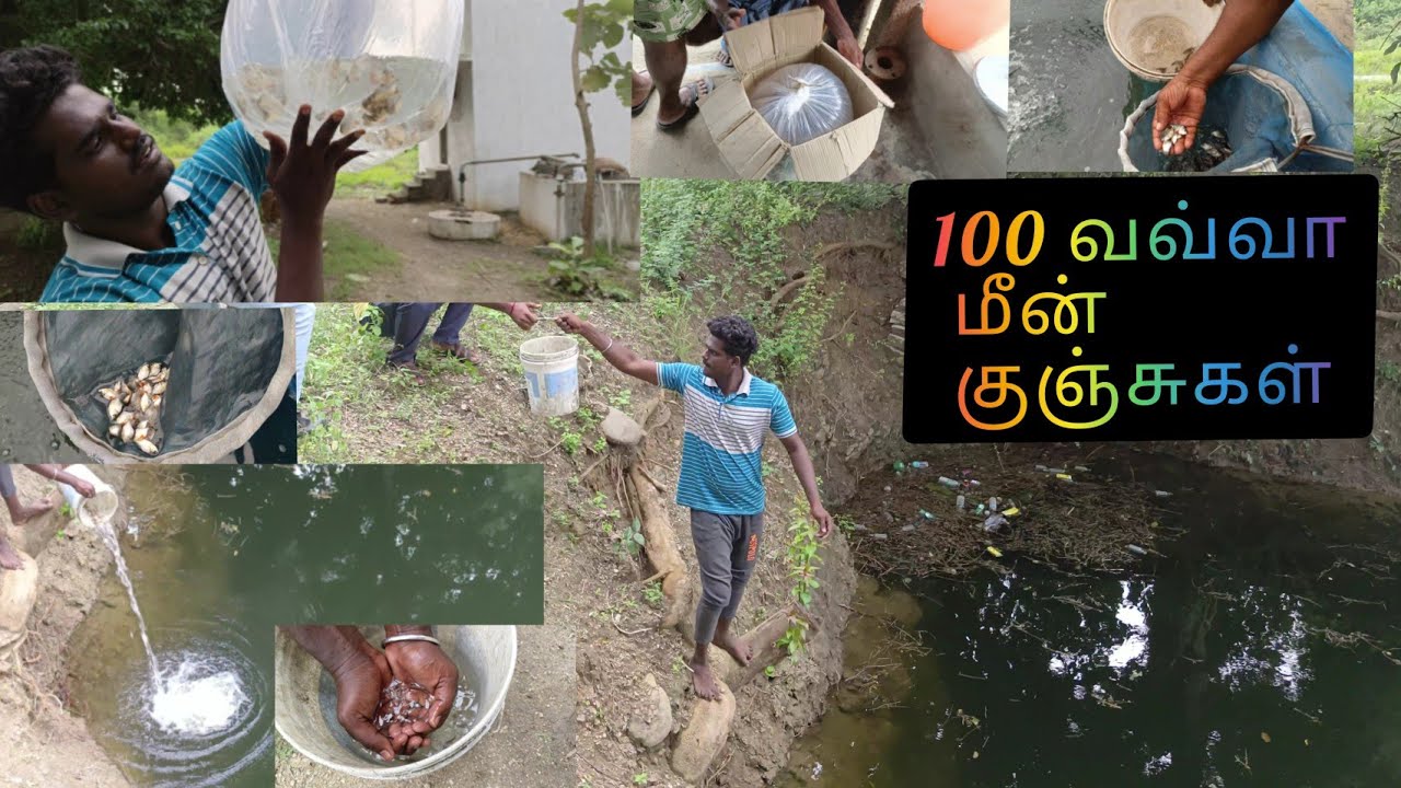 கிணற்றிள் 100 வவ்வா வளர்ப்பு மீன் குஞ்சுகள் 🐠🐟/vavva meen valarpu #fish #fishfarm #pannaiveedu #meen