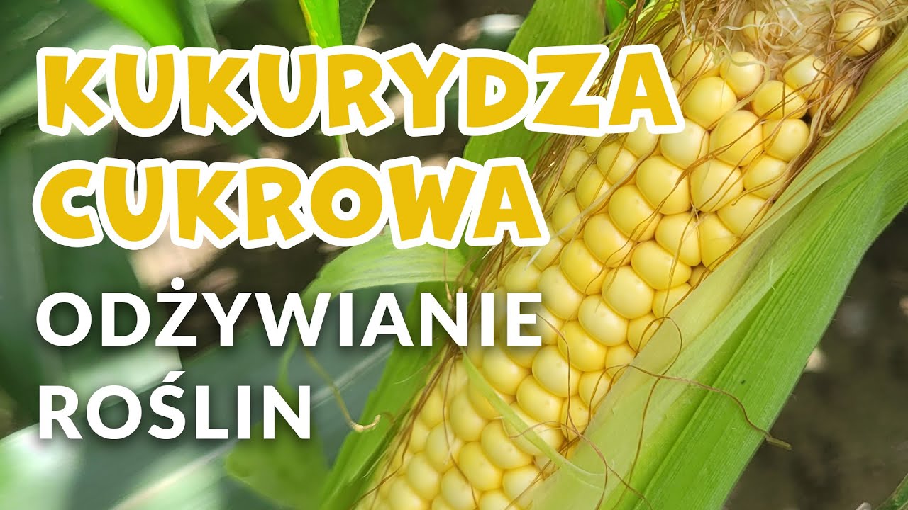 Kukurydza cukrowa - jak odżywiać rośliny?
