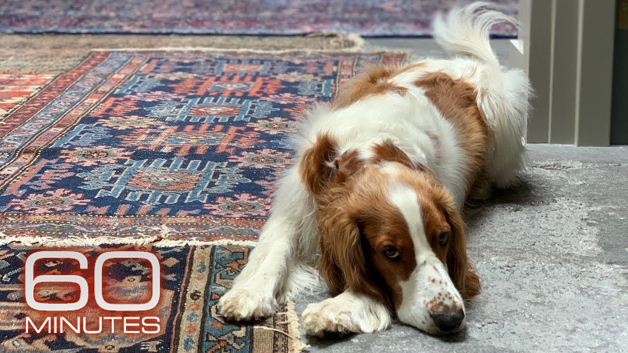 Why Anderson Cooper’s dog Lily is so friendly | 60 Minutes