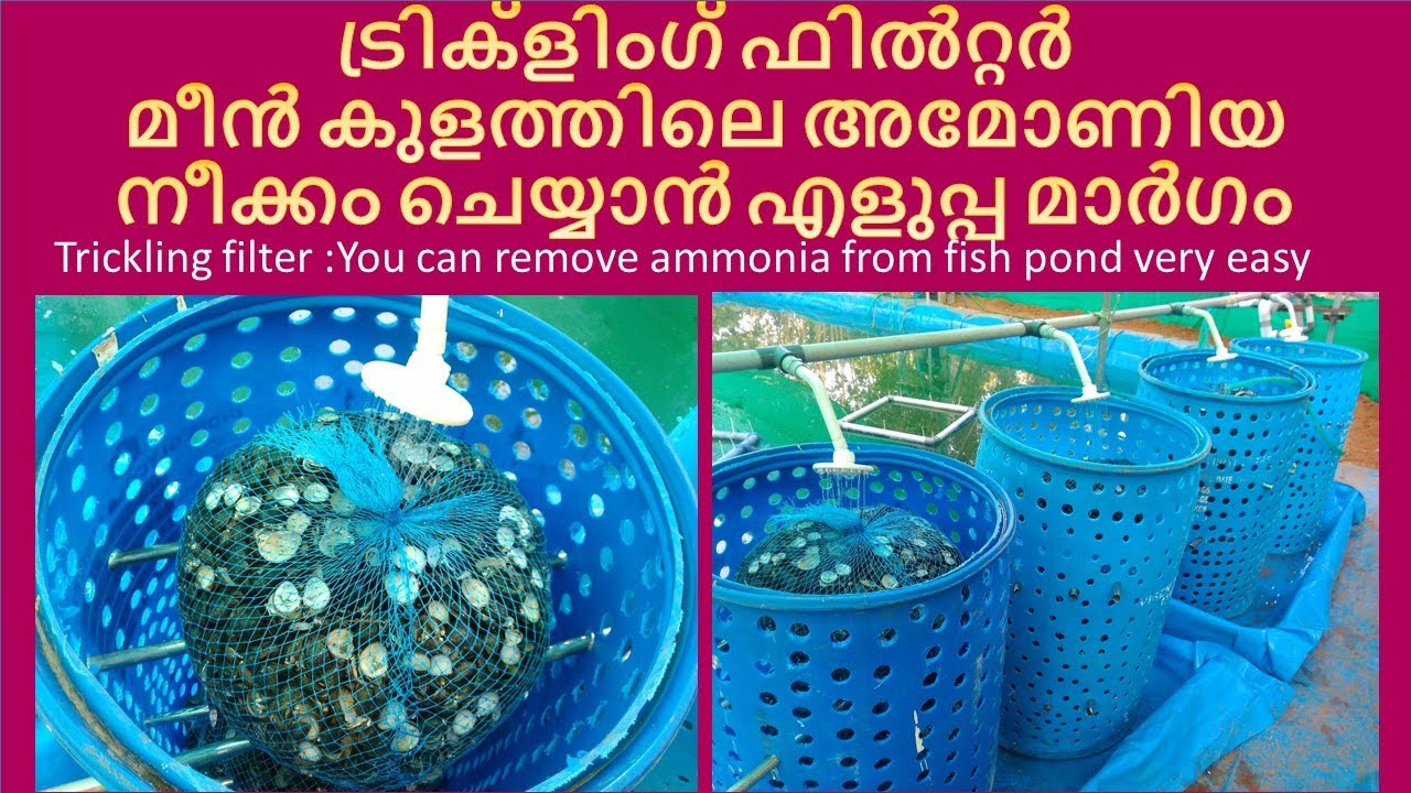 മീൻ കുളത്തിലെ അമോണിയ നീക്കം ചെയ്യാൻ  trickling filter for fish pond ammonia convert..
