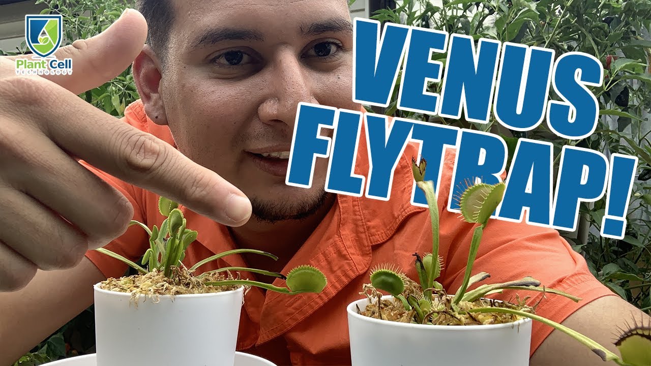 Venus Flytrap Tissue Culturing!
