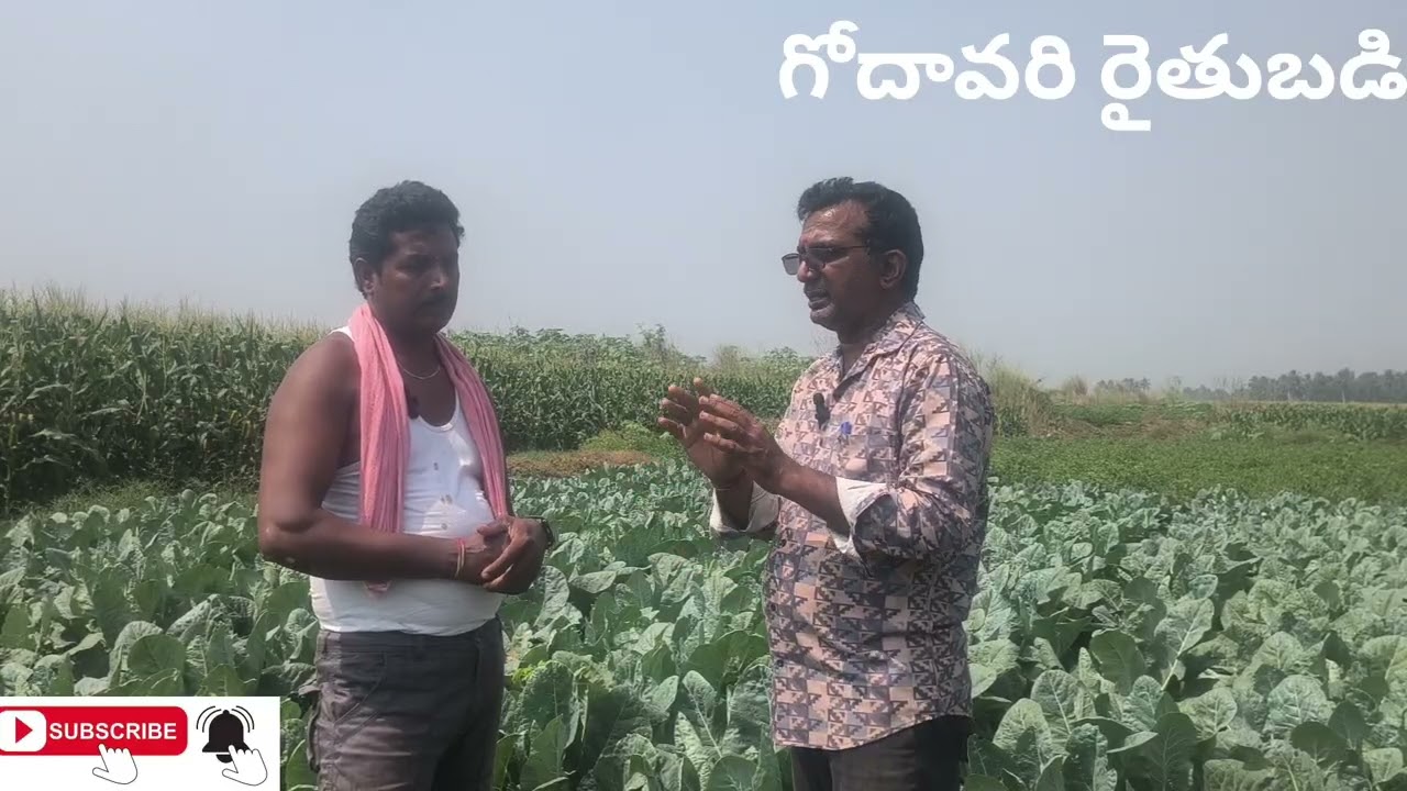 Cauliflower cultivation |gobi cultivation |godavari raitubadi 