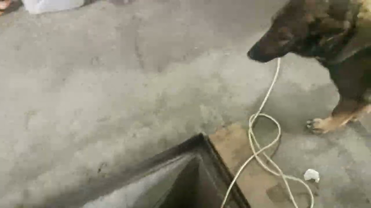 Змз 405 - Не заводиться, не работает бензонасос, не включается главное реле. Проблема с эбу