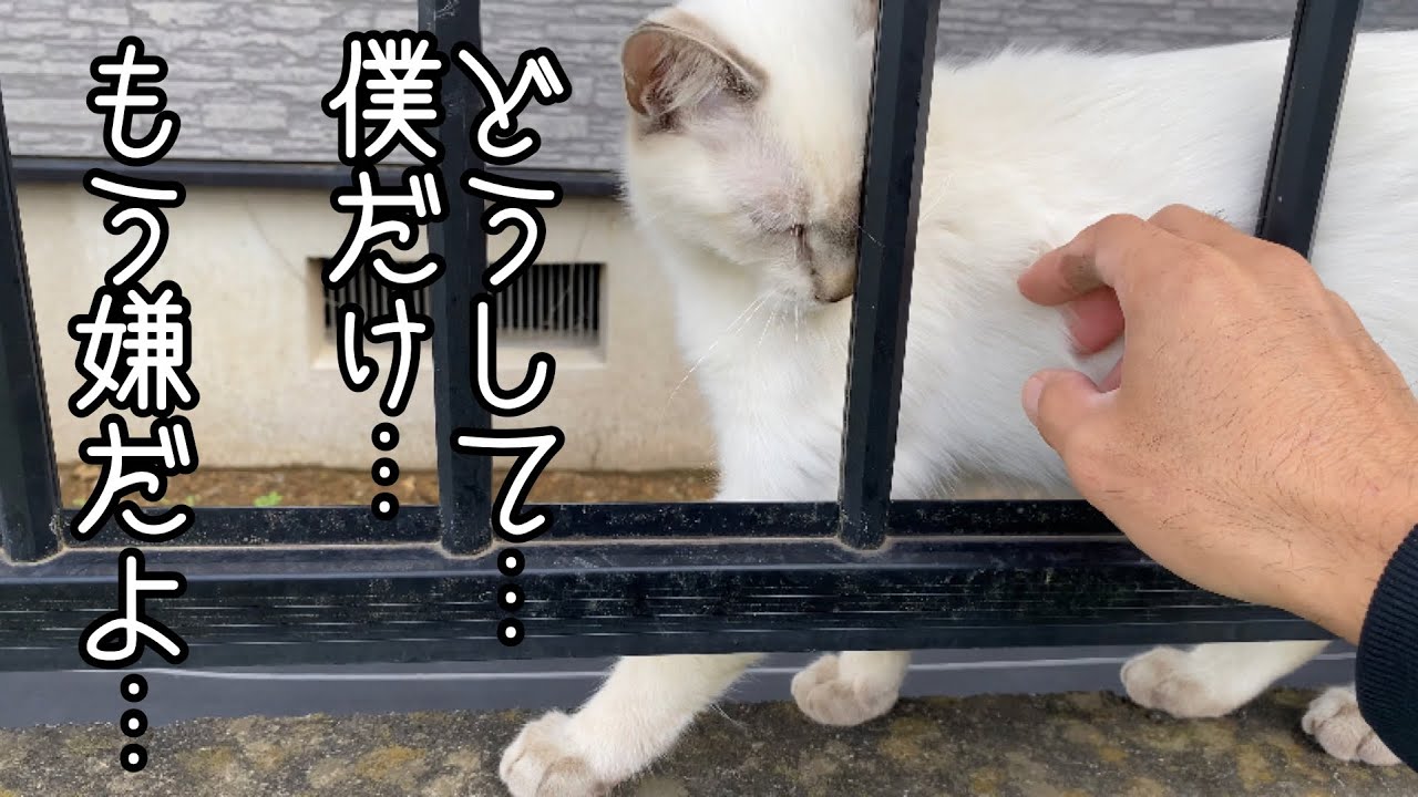 いじめられっ子の小さな野良猫がお別れを伝えに来たから……
