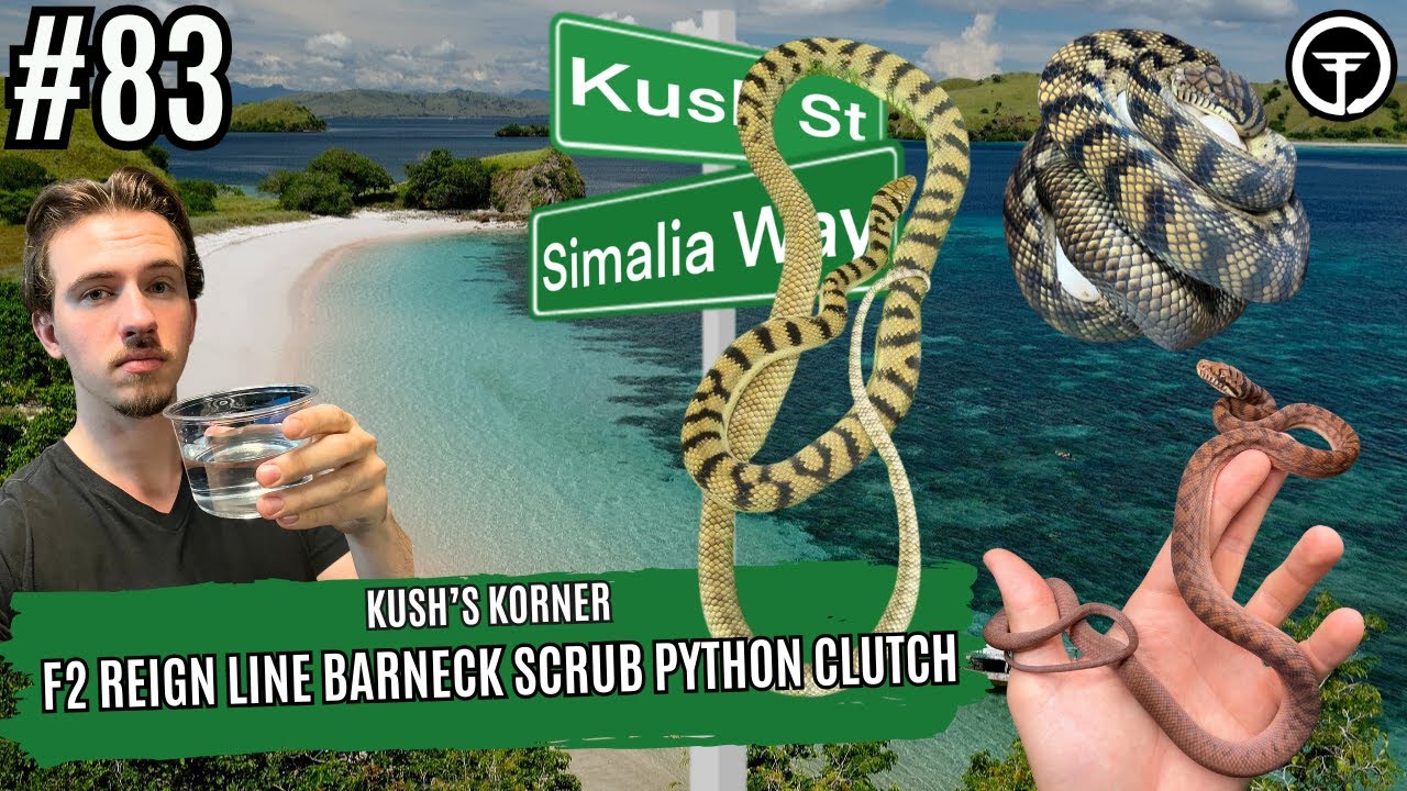 F2 Reign Line Barneck Scrub Python Clutch FULL BREAKDOWN | Kush's Korner Live