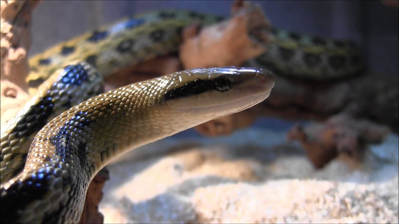 Taiwanese Beauty Snake