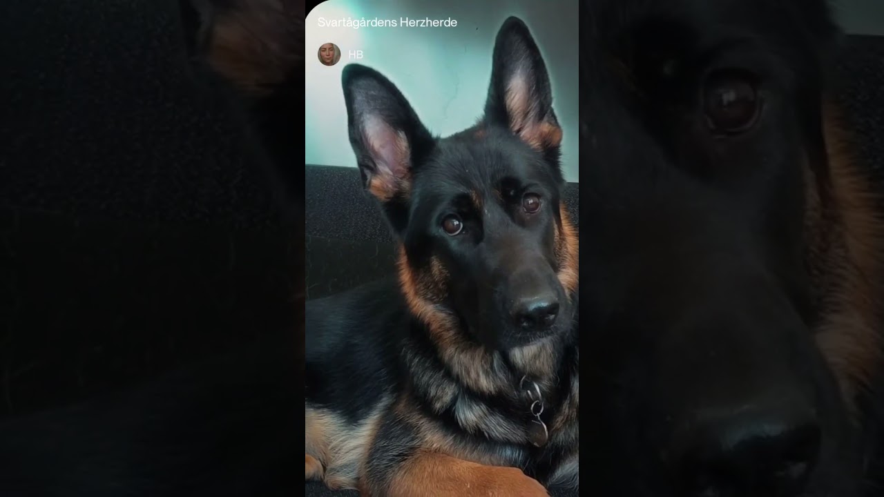 Svartågårdens Herzherde ! Svartågårdens Kennel !