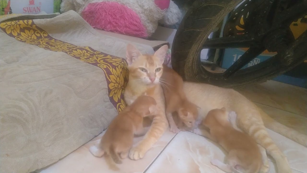 Meci is good at going up and down the stairs (Meci bagus naik turun tangga) #cat #cute #funny#fyp 