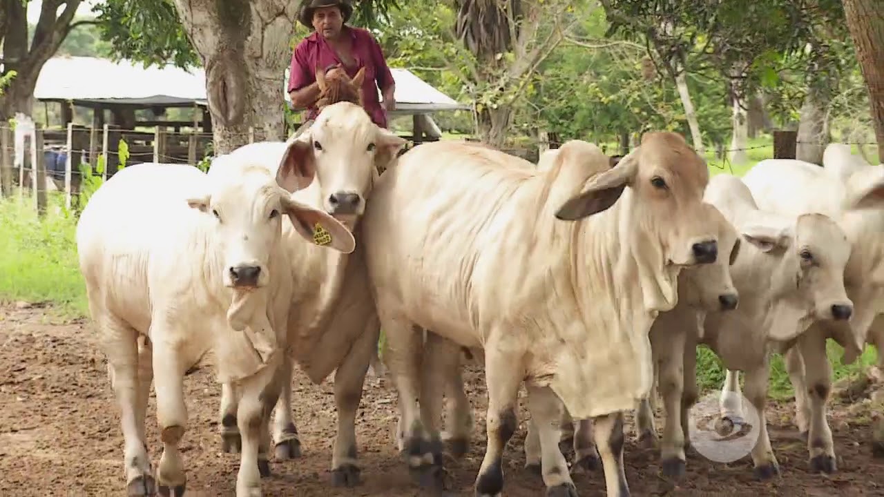 Aumento de ganancia de peso con pastoreo continuo | La Finca de Hoy
