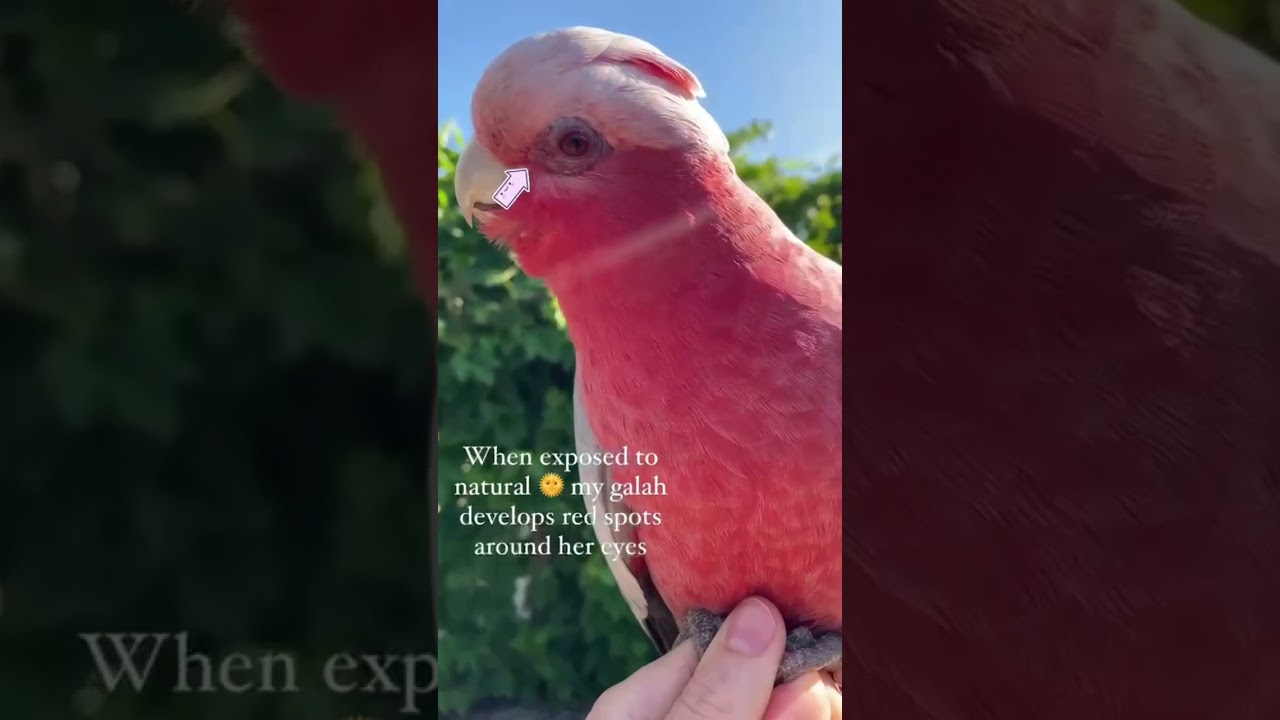 Did you know&hellip; #galah #galahcockatoo #birdtricks  #sunlight #parrots #birds #petparrot #pet #shorts