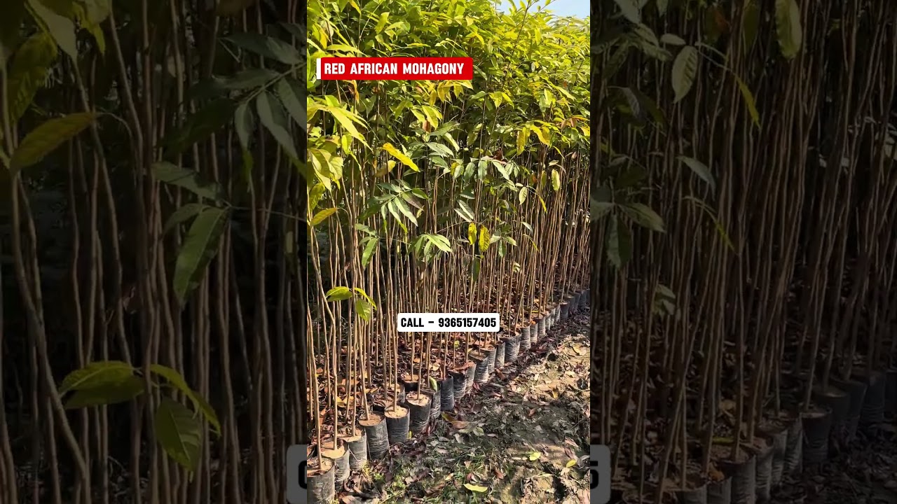 African Red Mohagony Plants 
