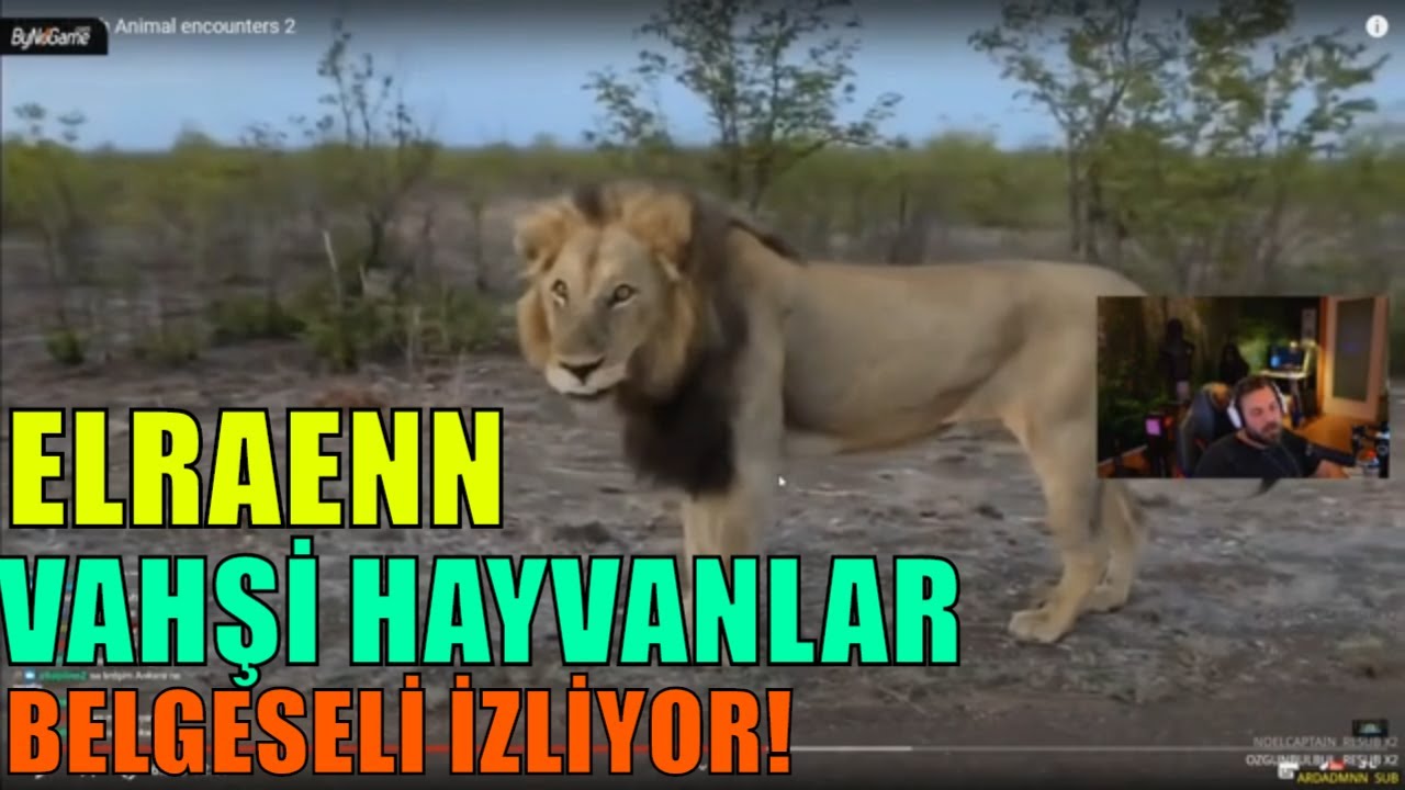 ELRAENN - VAHŞİ HAYVANLAR BELGESELİ İZLİYOR !