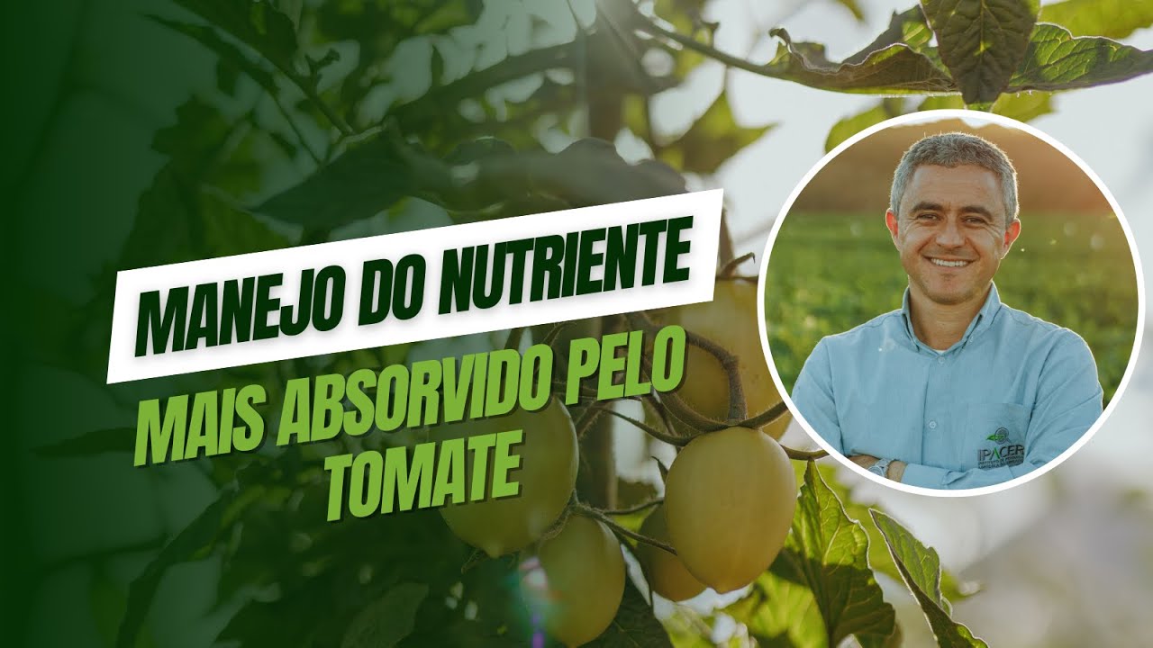 Manejo do nutriente mais absorvido pelo tomate