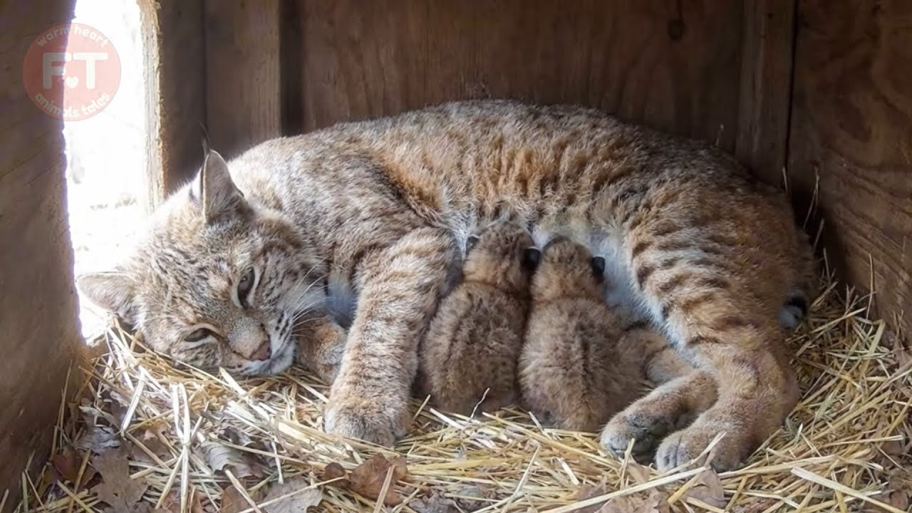 Gary D Lloyd: Lena, the Bobcat Who Loved Everyone   Mini