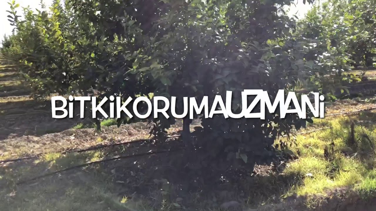 Budama Sonrası Limonda Hangi Uygulamalar Yapılmalı Kütdiken Limonu Turunçgil yetiştiriciliği