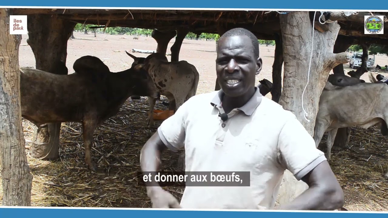 EMBOUCHE OVINE _PROJET FEED GOOD