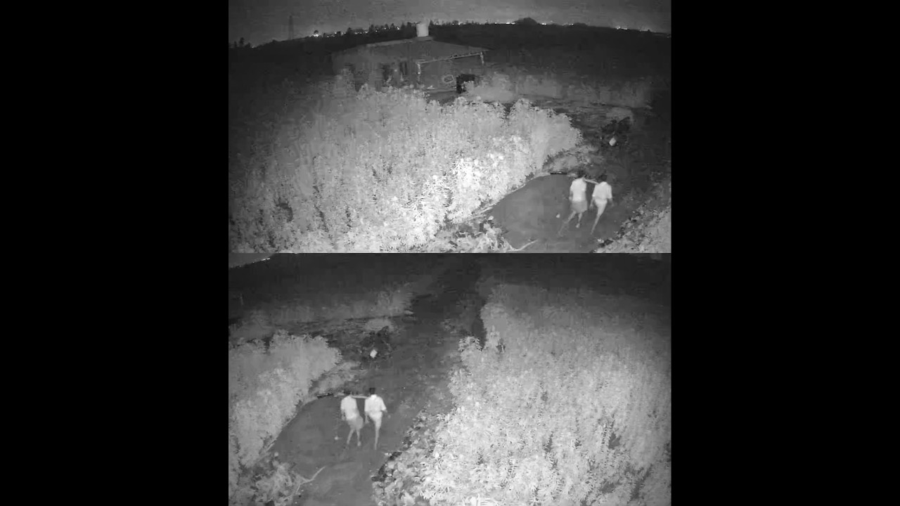 Thief Caught on CCTV | Farm Land Searching for Copper Wire/Items | Night Surveillance Footage