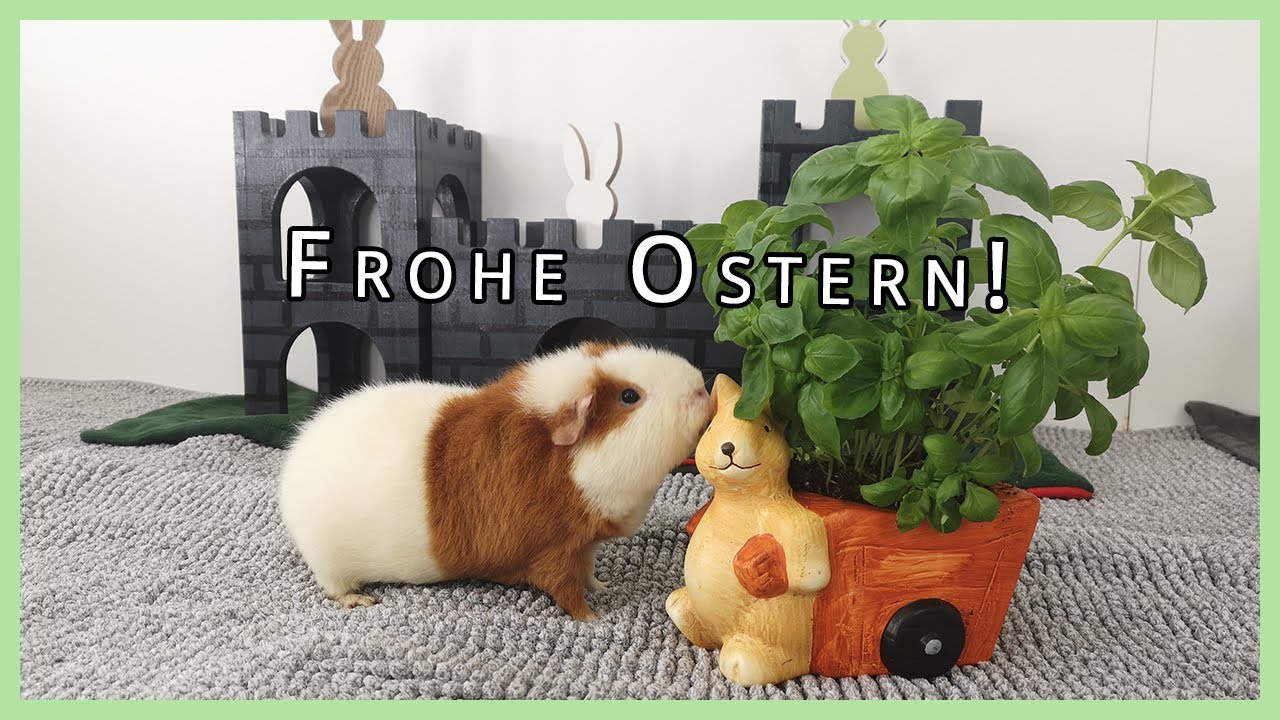 Schweinchen &uuml;berfallen den Osterhasen