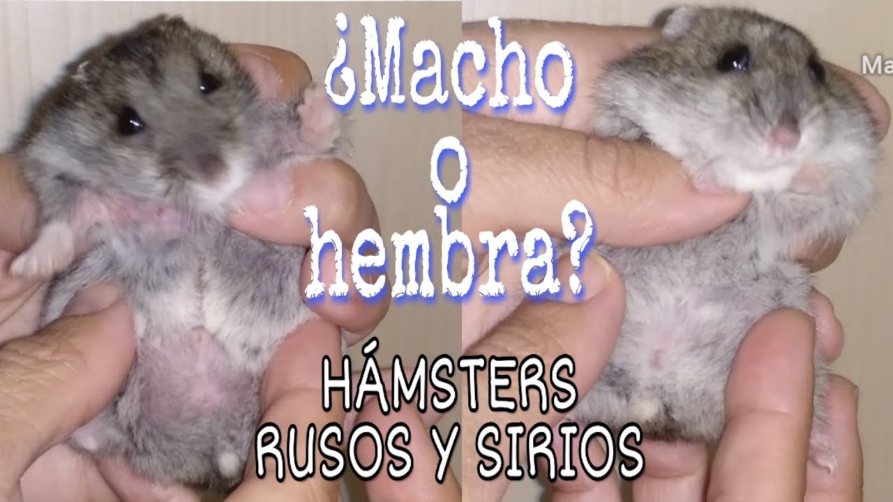 Hamsters como saber si es macho o hembra