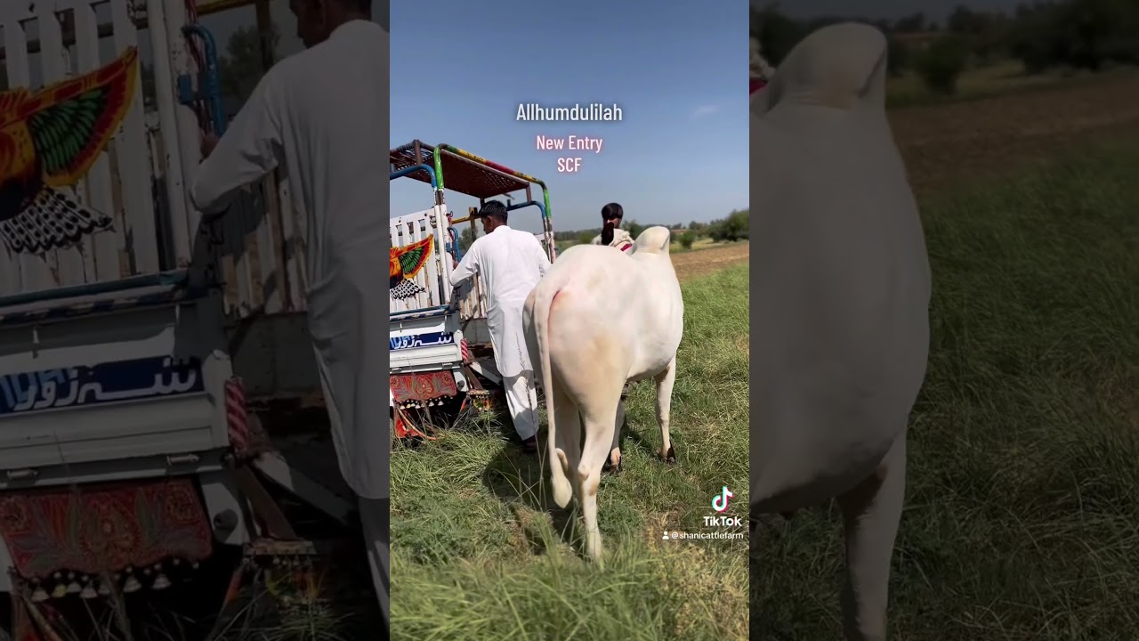 #bulllovers #cattleworld #taxilamandi #domailmandi #bull #animals #jawarimandi