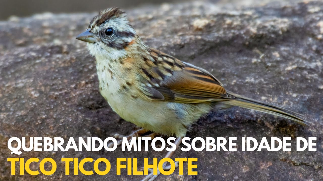 Quebrando mitos sobre tempo para filhotes de Tico tico mudarem a plumagem de filhote para adulto