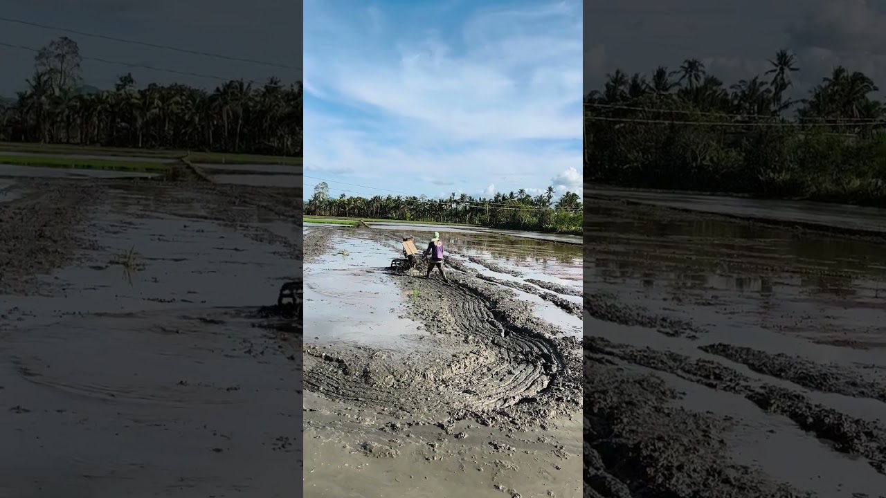 🌻🐝 planting season in Leyte province 