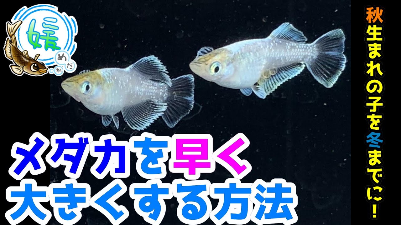 メダカを早く大きく育てる飼育方法～越冬に備えて秋生まれの子たちを安心サイズにしたい！～【媛めだか】