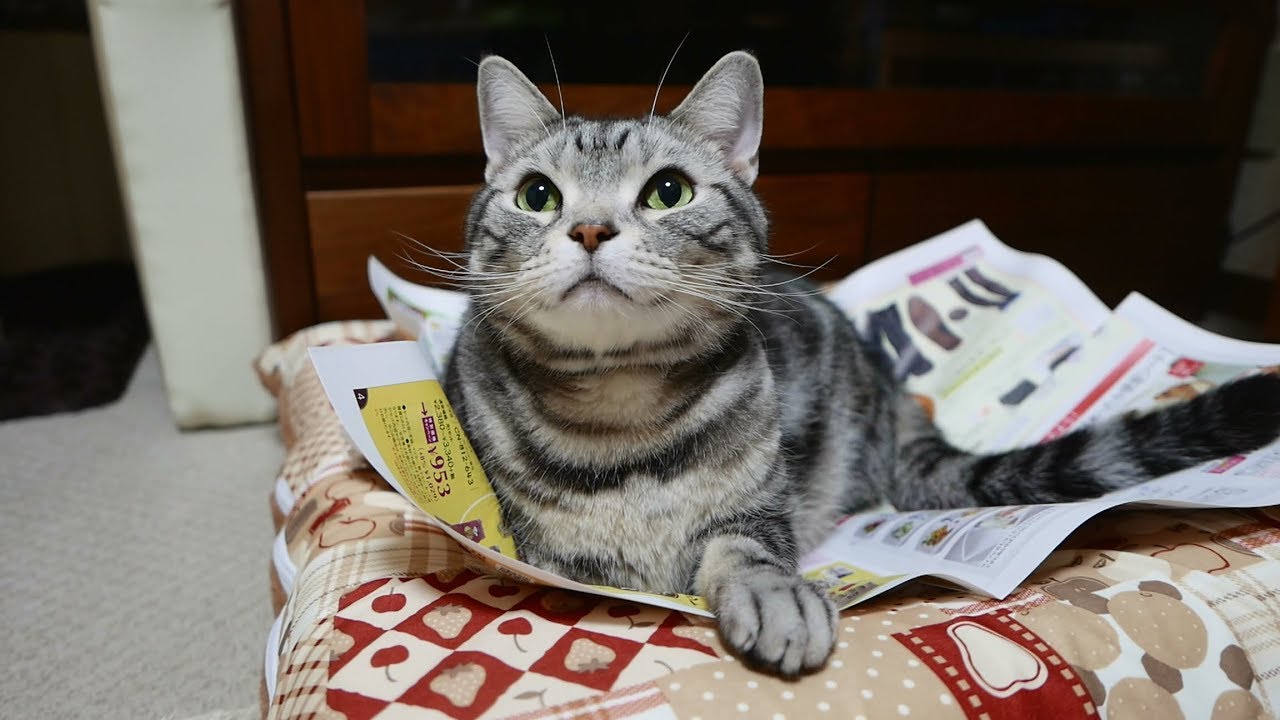 んるっ！んにゃー！猫の要求鳴きと諦め鳴き