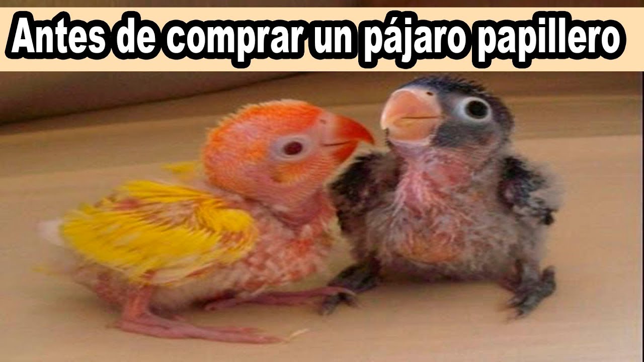 Antes de Comprar un P&aacute;jaro Papillero Mira este V&iacute;deo.