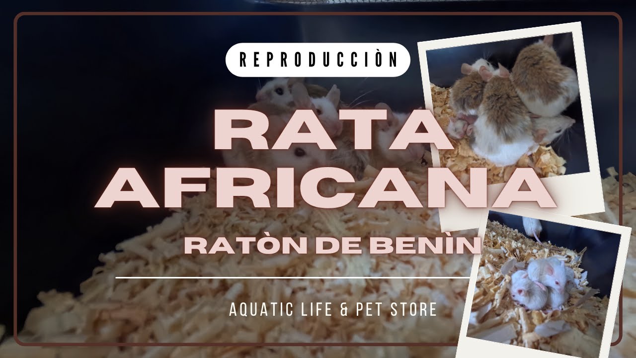 RATA AFRICANA / RATÓN DE BENÍN, TODO LO QUE NECESITAS SABER PARA SU REPRODUCCION!!! 🤯🐭