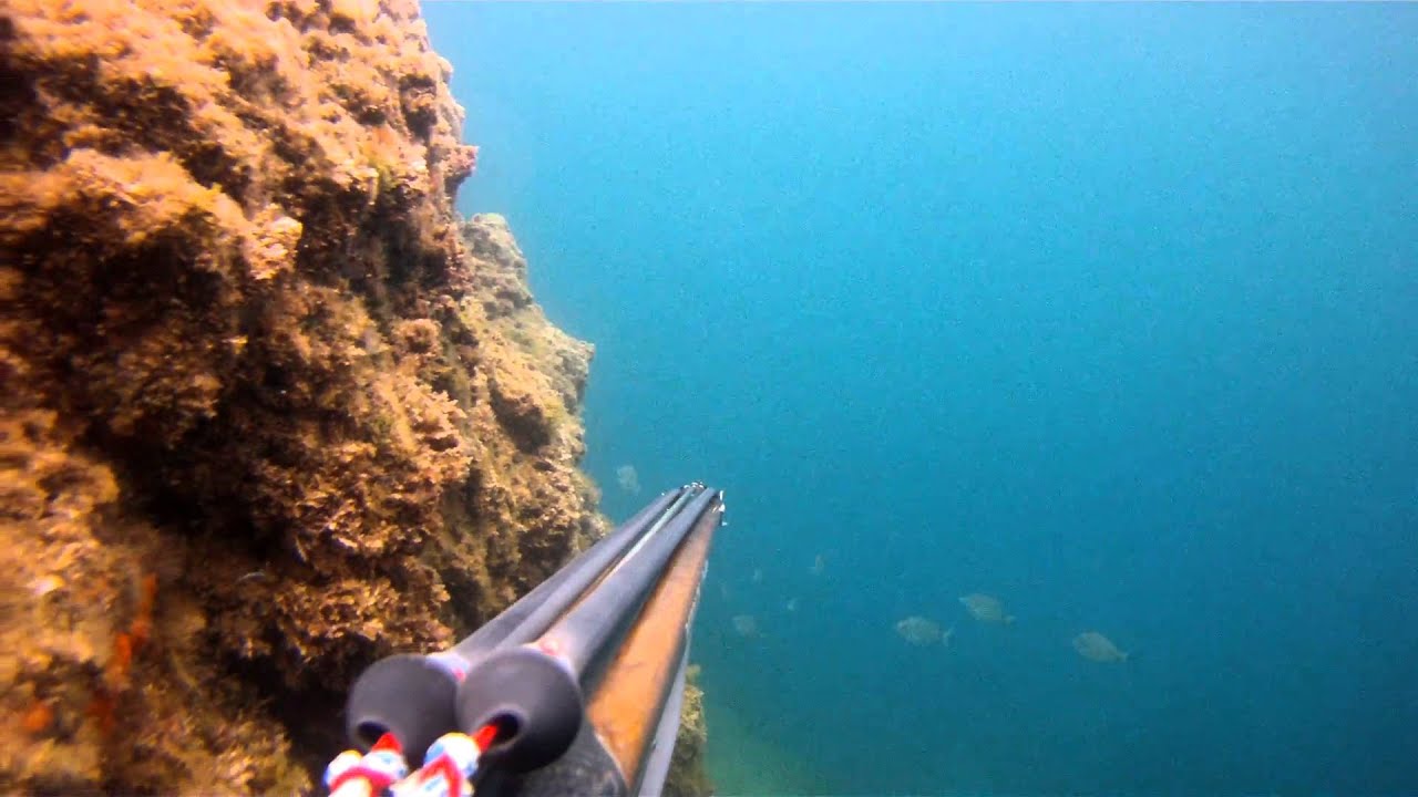 Marlin Révolution/barracuda