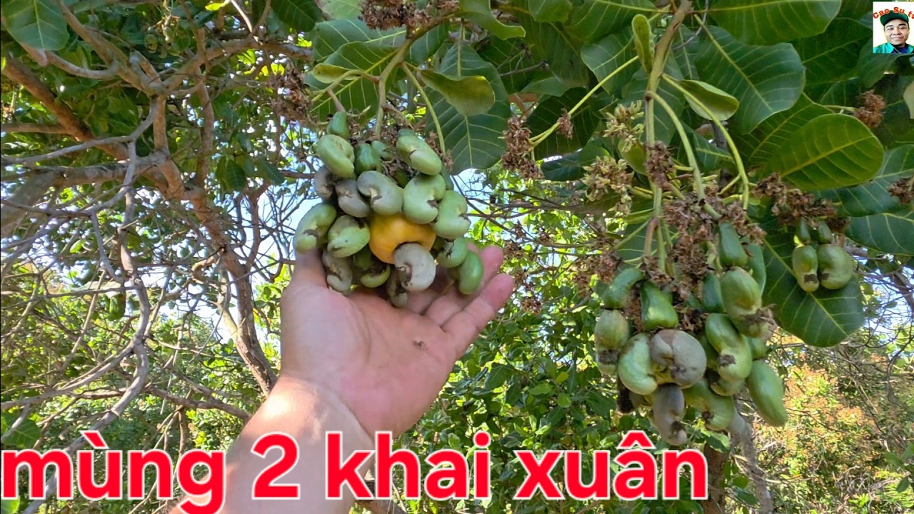 Khai xuân  mùng 2 tết có gì | cao su tv