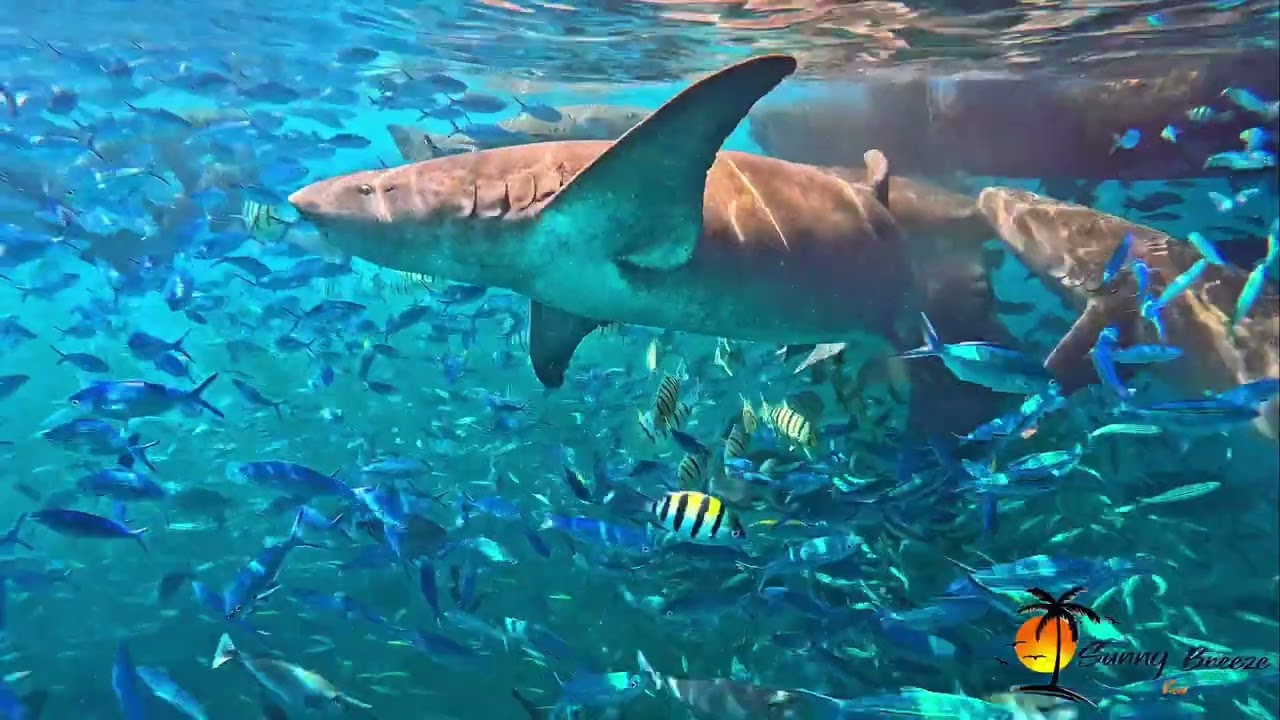 Snorkeling with Nurse Shark in the Maldives 4k UHD
