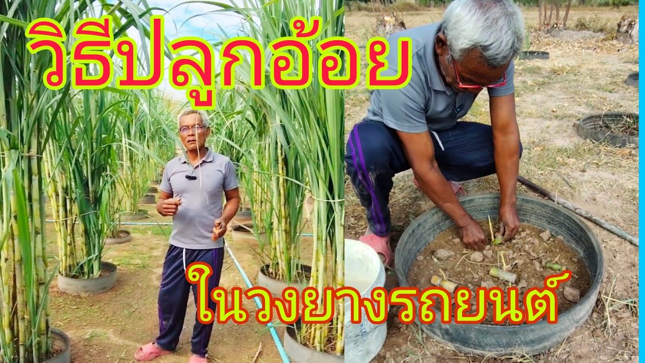 วิธีการปลูกอ้อยในวงยางรถ #ปลูกอ้อย1ไร่1แสน #บ่าวพงเพื่อนเกษตร #เกษตรยุคใหม่