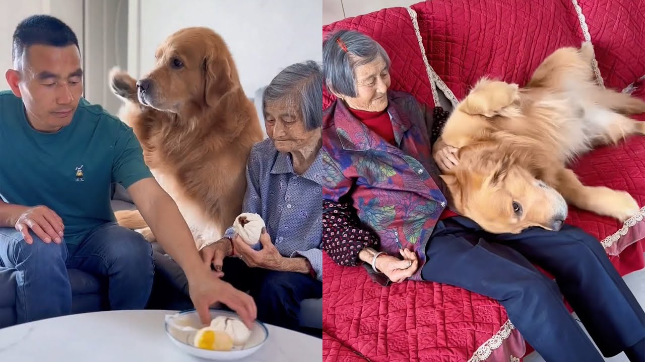 Собаки тоже сыновние ❤️#聪明旺豆豆 #goldenretriever