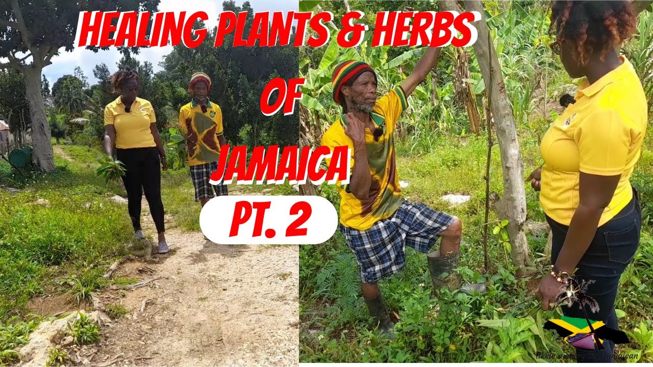 HEALING PLANTS IN JAMAICA  PART 2 / HERBALIST/ROOTS MAN/MEDICINAL USES OF JAMAICAN HERBS & PLANTS