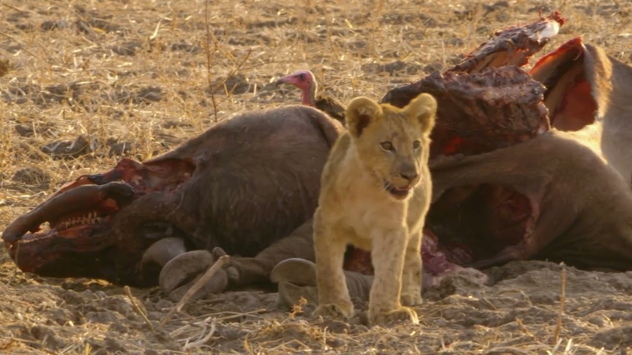 Africas Hunters - The Lost Prince