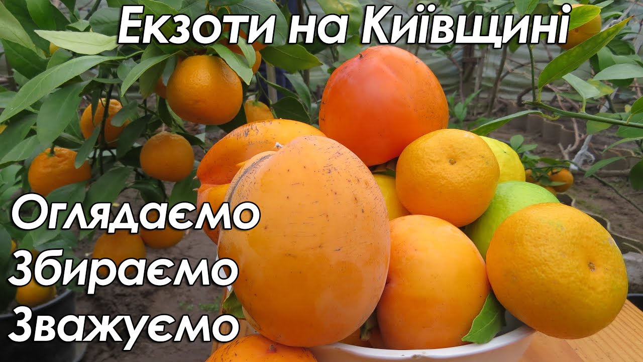 Починаємо збирати врожай екзотів в Київській області