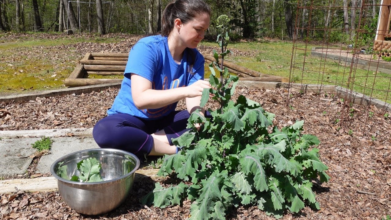 New Compost Bin, Pulling Out Last Year's Kale, and Garden Updates!