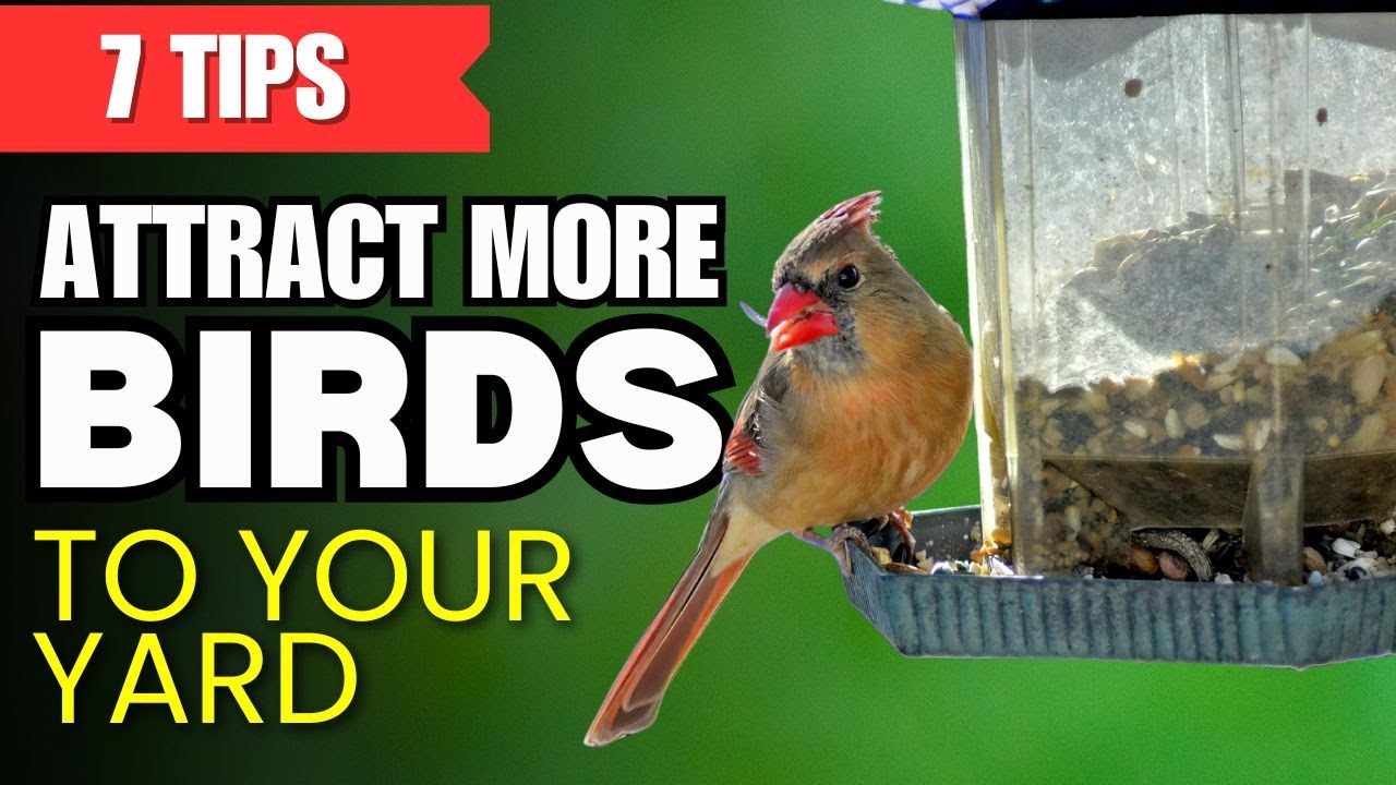 7 EASY Tips to Attract More Birds to Your Yard