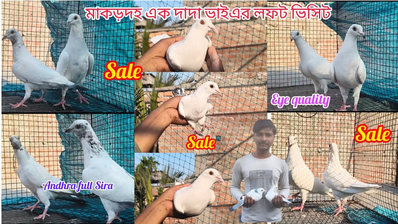 মাকড়দহ এক দাদা ভাইয়ের লফ্ট ভিসিট, pigeon sale Andhra Full sira,eyes quality madras pigeon sale🔥😱📸