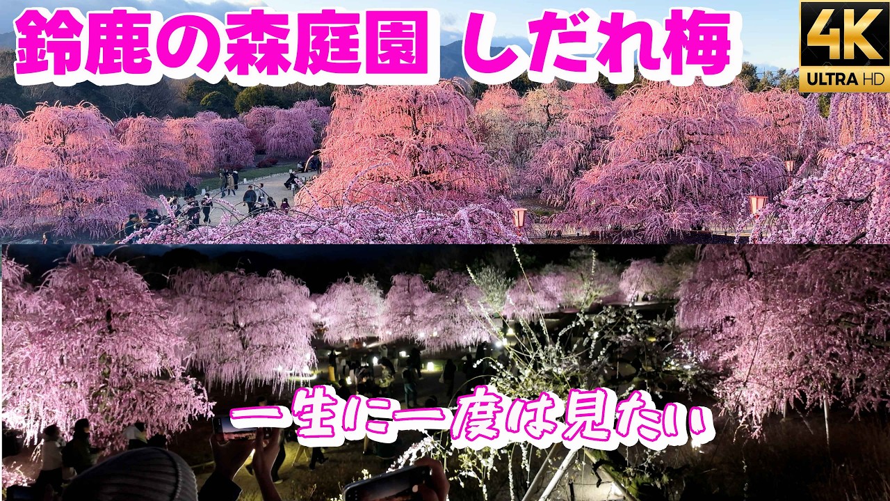 【2026満開】一生に一度は見たい絶景！鈴鹿の森庭園のしだれ梅ライトアップ＆名古屋駅から一番お得な行き方を紹介
