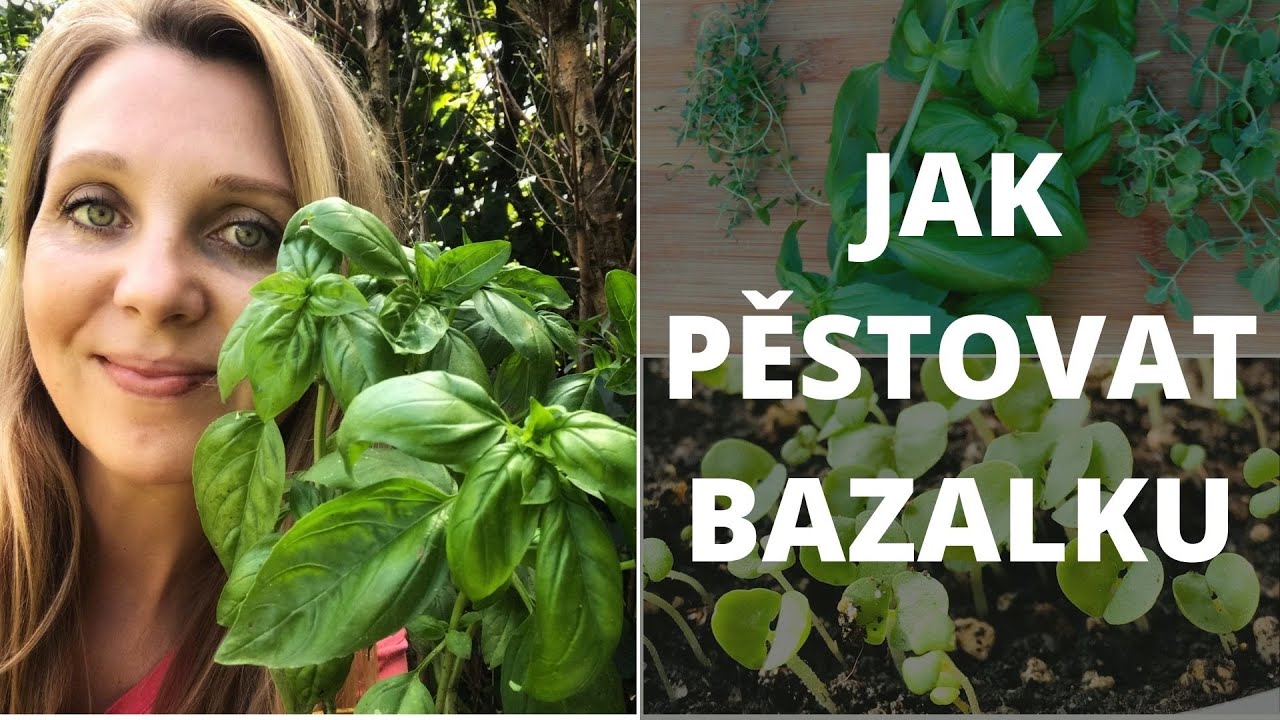 Bazalka - jak ji pěstovat doma