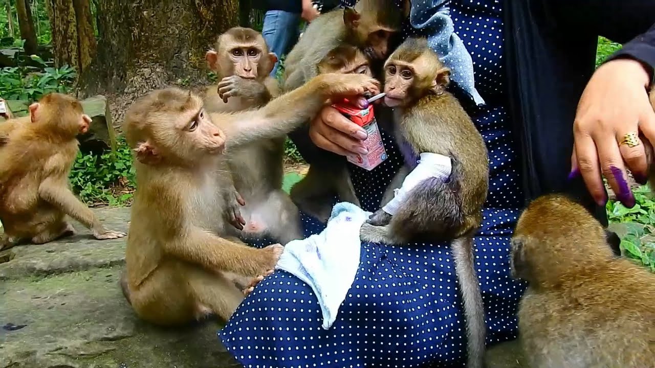KT feed milk to new orphan baby monkey she look just tired, New orphan monkey get better after help