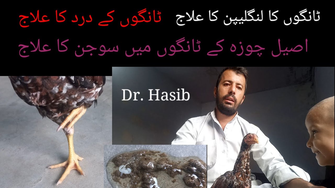 Aseel Chicks Choza Murga Murgi Patha k tango k langlepan ka ilaj,aseel chicks legstreatment dr hasib