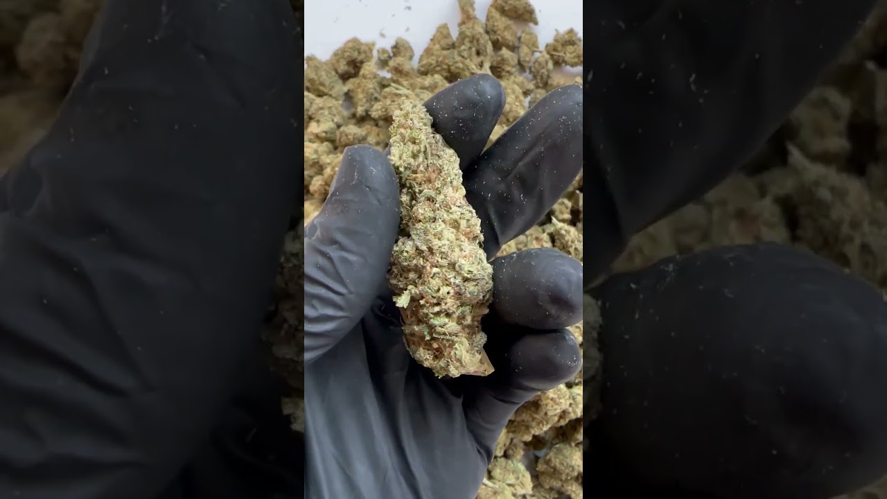 CBD Lemon Haze - Cannabis Legale