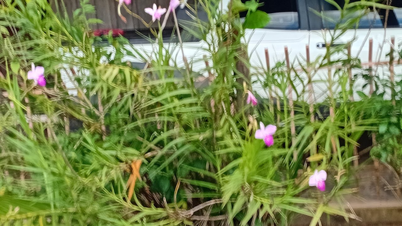 Companha a.nossa.tarde