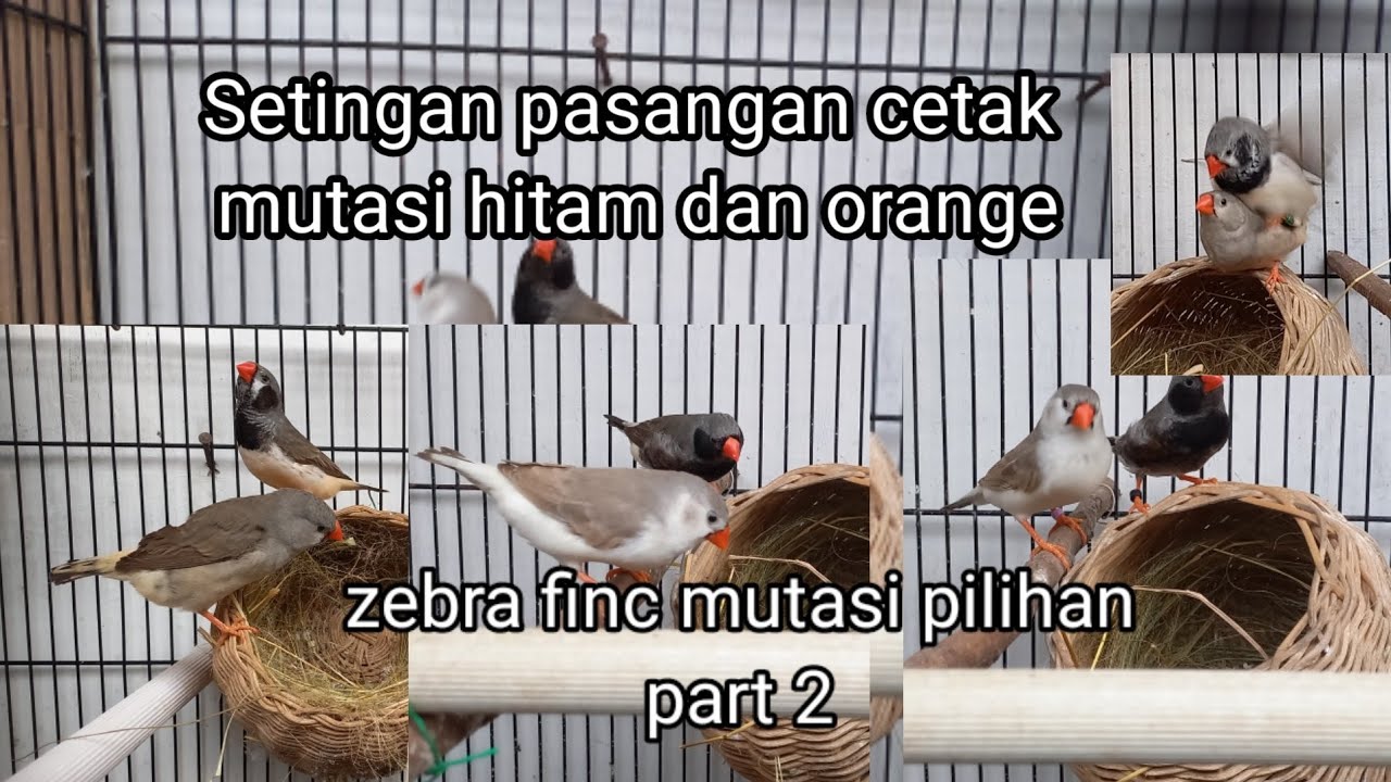 Setingan pasangan pilihan zebra finc mutasi hitam dan orange