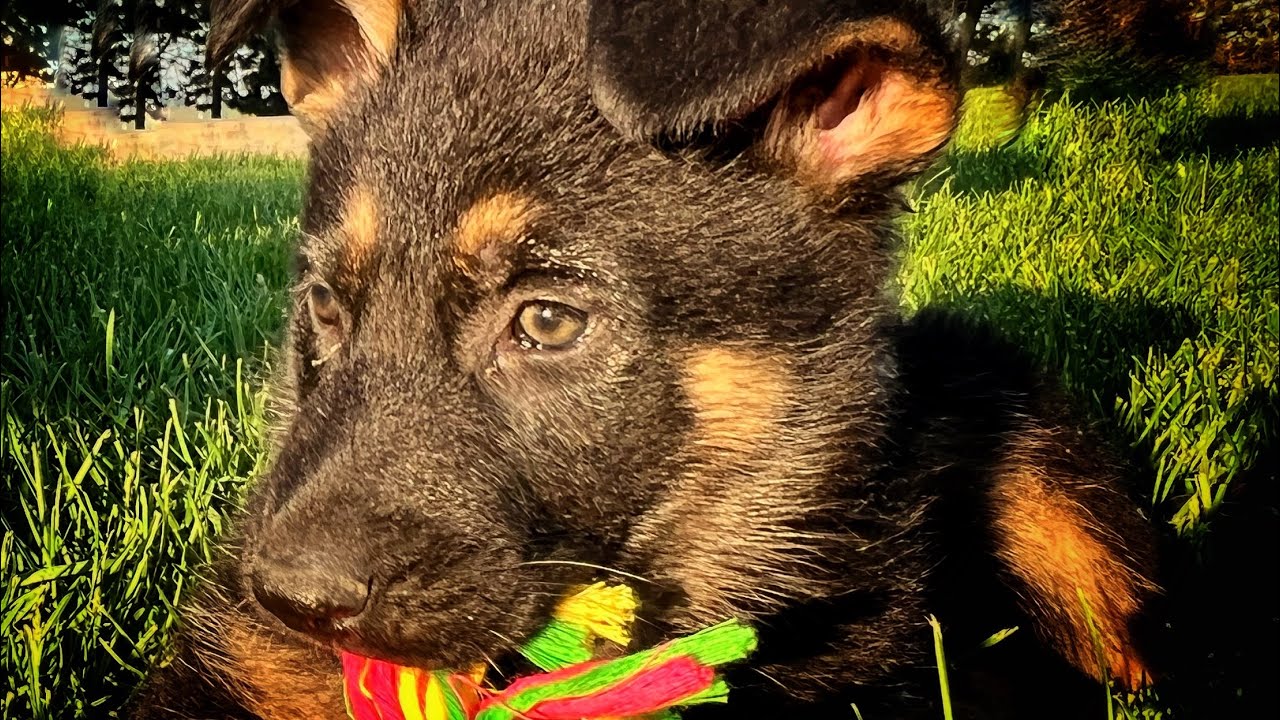 Ako so šteniatkom - učenie hygienickým návykom a prvý krát na vodítku.